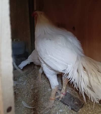 Parrot Beak Tamilnadu Male breeder