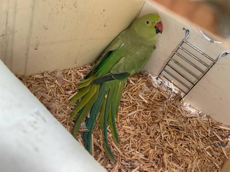 Big size Breader pair 0