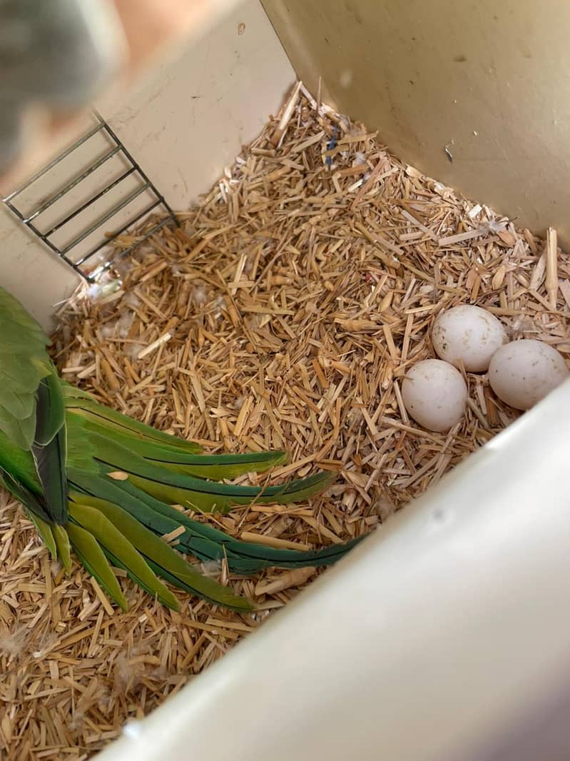 Big size Breader pair 1