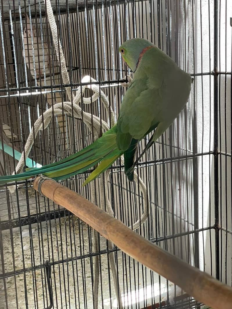 Big size Breader pair 2