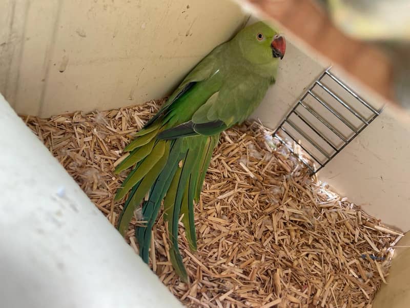 Big size Breader pair 3