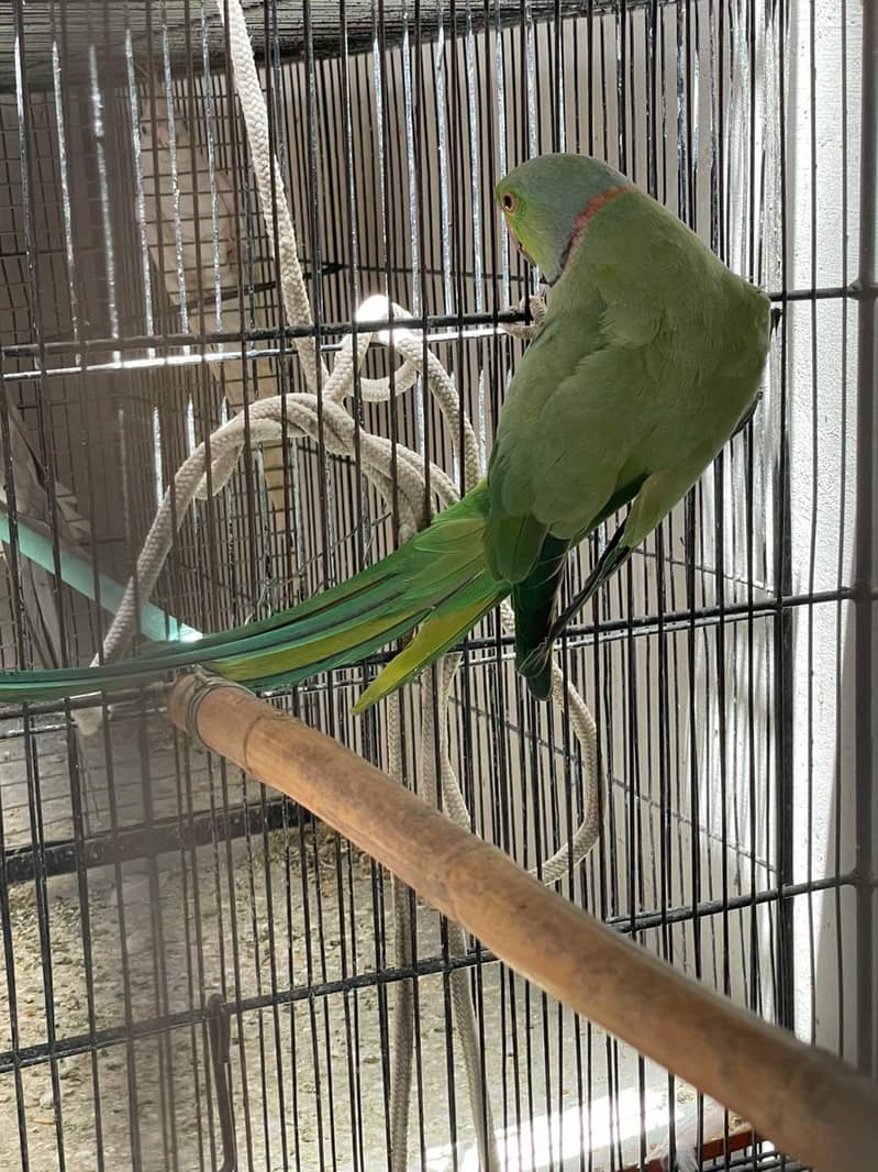 Big size Breader pair 4