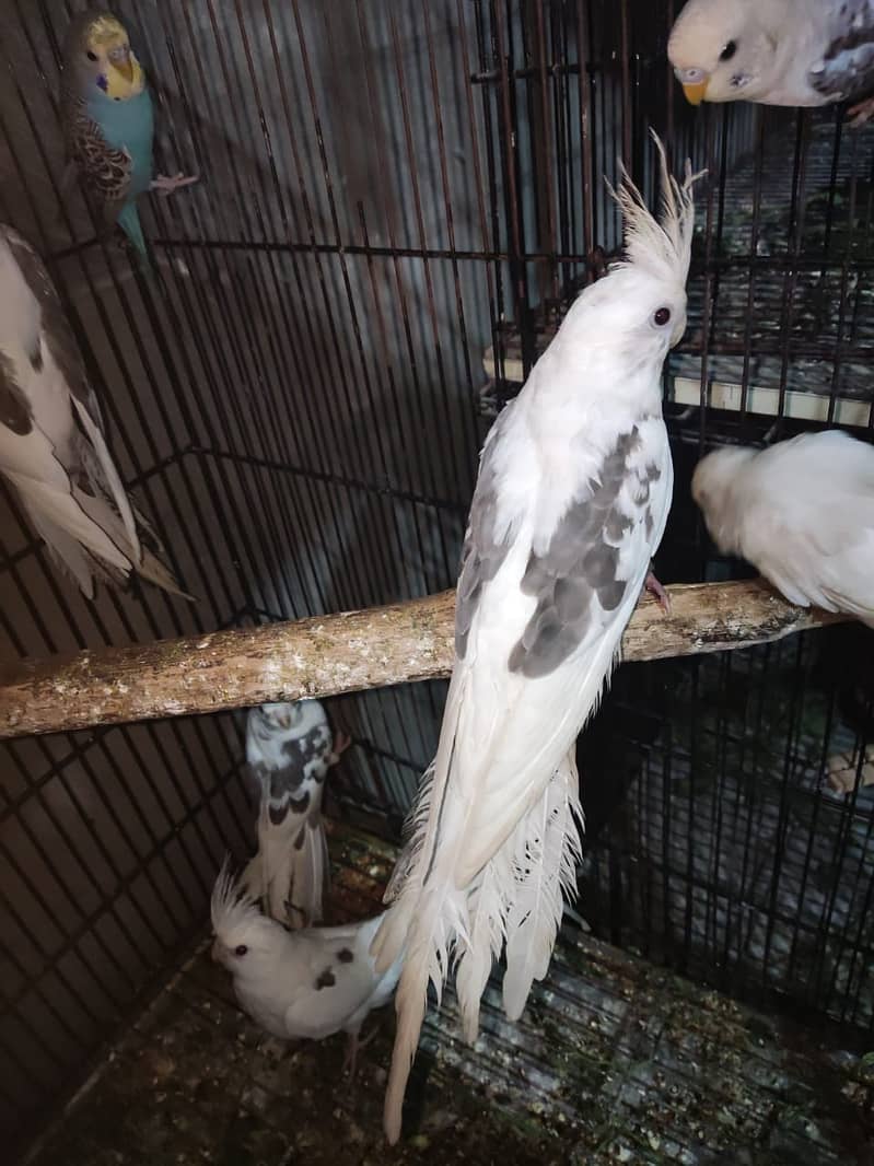 Fellow Split Vpied Pathy 0