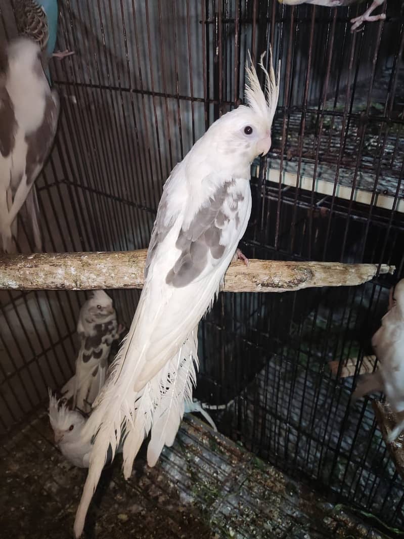 Fellow Split Vpied Pathy 1