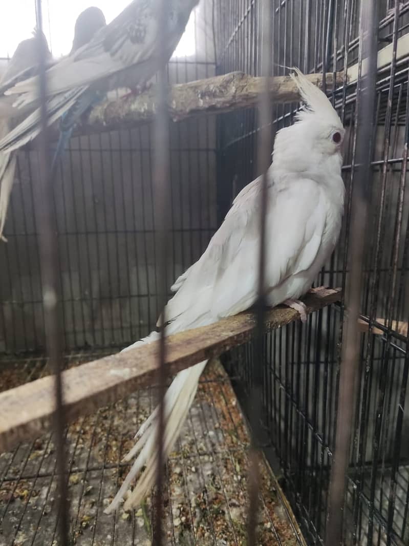 Fellow Split Vpied Pathy 2