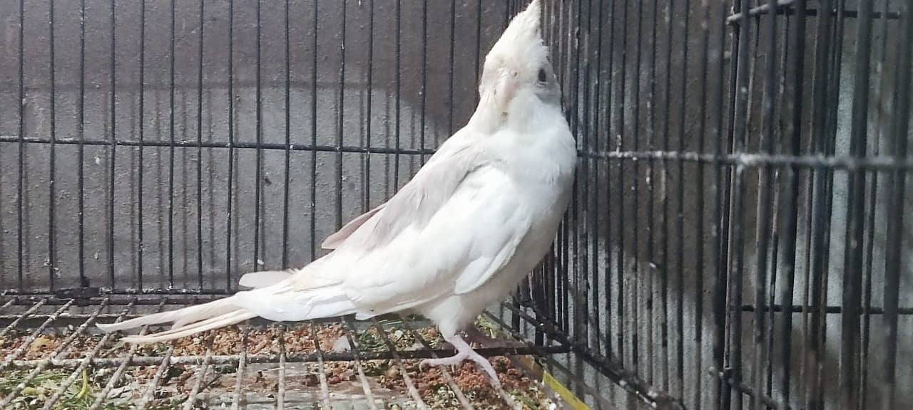 Fellow Split Vpied Pathy 3