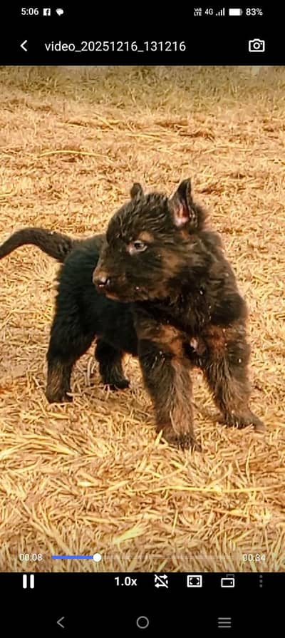 German shepherd long cout mail for sale 45 day