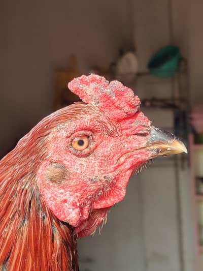 bist quality bird Thai crose