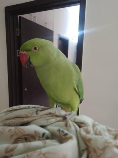 Green parrot
