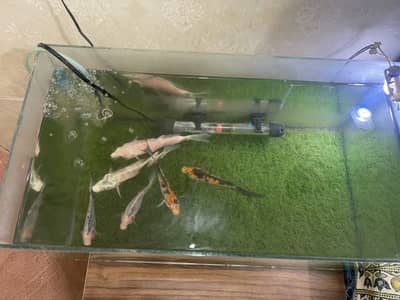 Aquarium + Koi Fishes + Gourami
