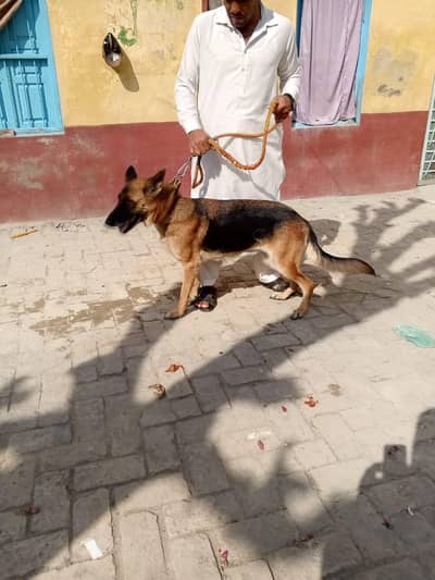 03150145851 is number par hi rabta keren