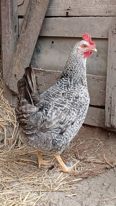 Lohman Brown | Australorp | Fayoumi | Plymouth | Desi Golden
