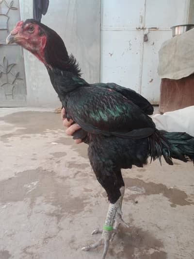 Pure Thai male high quality pathaa