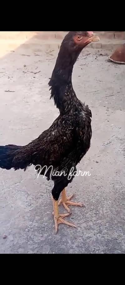 swing neck shamo male or female