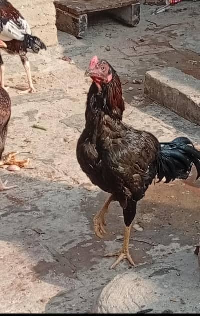 bohat Acha ha block ha