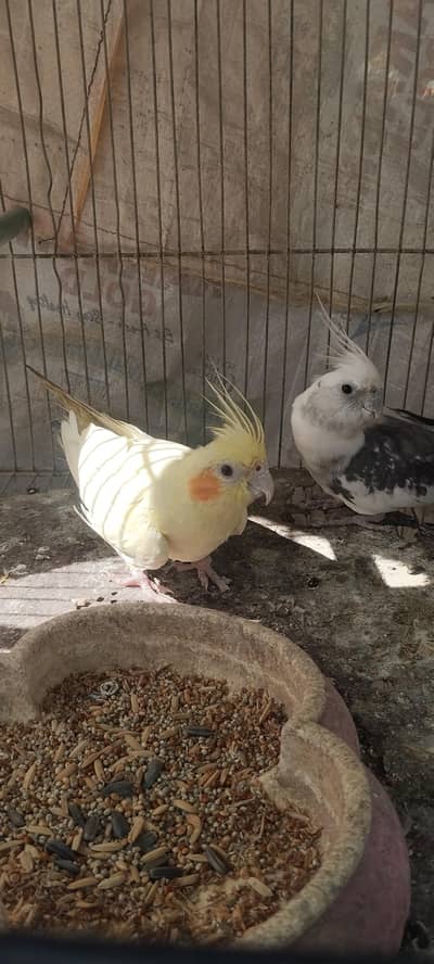 cockatiel breeding pair