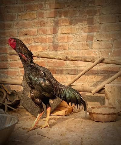 Shamo Male Murga for Sale – Purebred & Healthy
