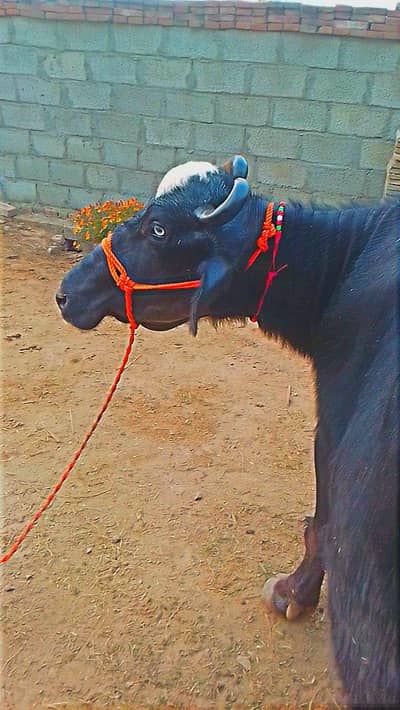 seel Sao maj for sale