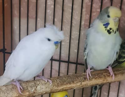 Tcb & umbrella crusted