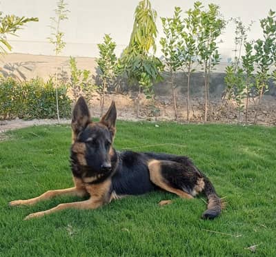 male 5month old full traind