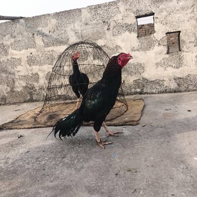 mushka aseel mazboot gund joor