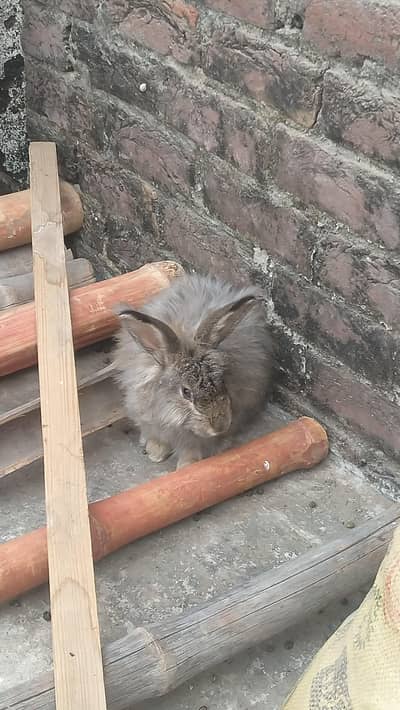 angora rabbit female