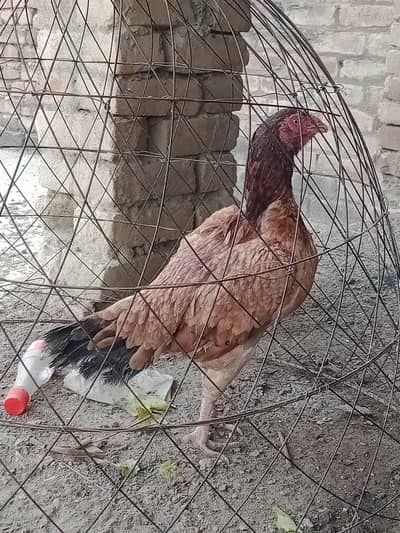 Homebreed Lakha madi