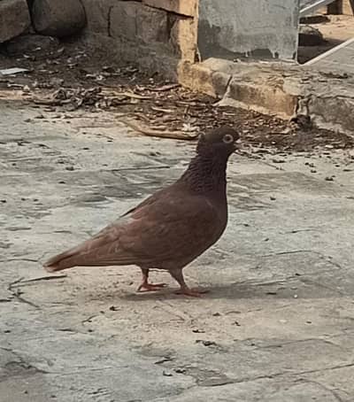 full health activity 03227691809