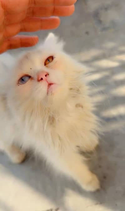 double eye's Female Cats urgent for sale no issue fully fit baby