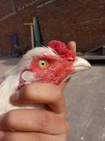 pure heerA paper white