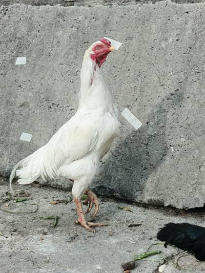 white murga new tail aa rhi hai