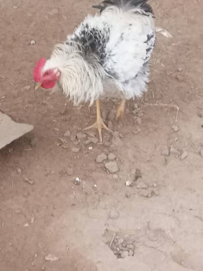 male hen for sale