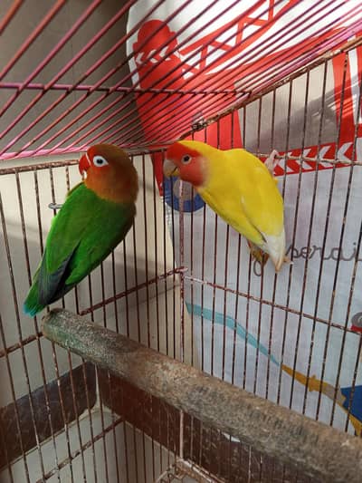 Parrots for sale