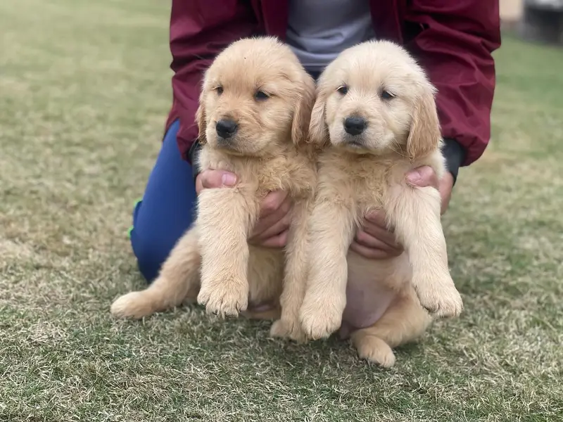 Golden retriever pedigreed puppies | Male | Female — photo 4