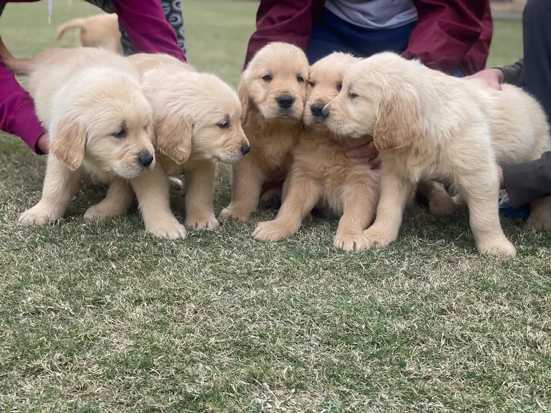 Golden retriever pedigreed puppies | Male | Female — photo 7