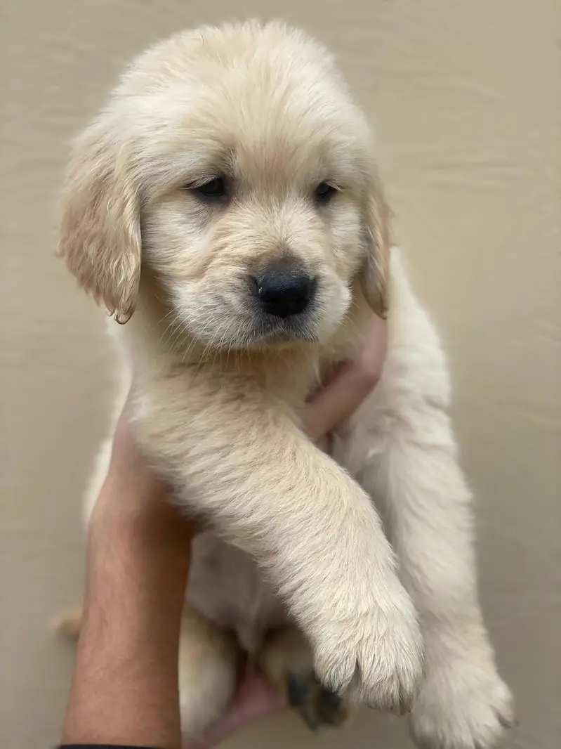 Golden retriever pedigreed puppies | Male | Female — photo 5