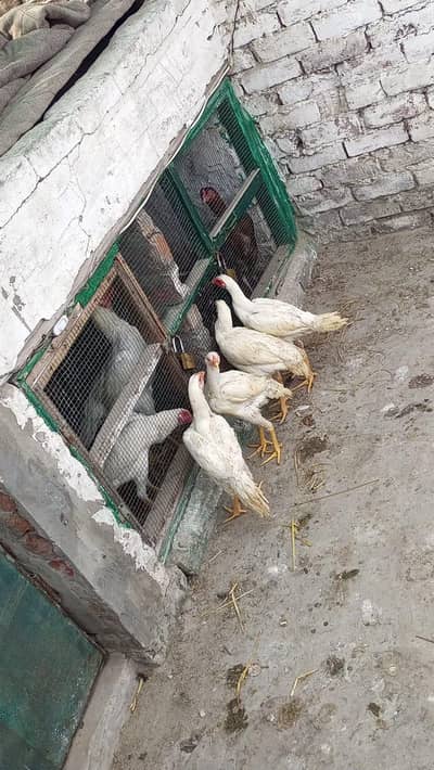 home Brid White shamo