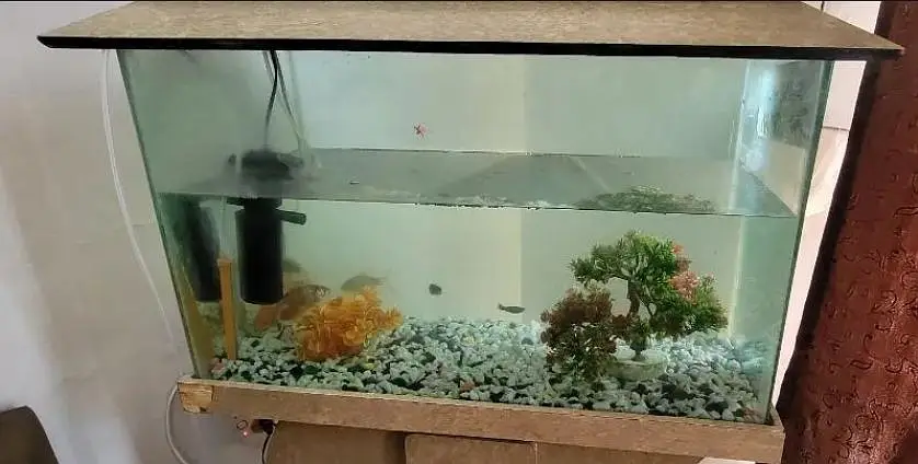 Fish Aquarium/Tank — photo 3