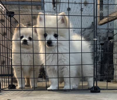 Zero size pomeranian pair pedigreed up for sale