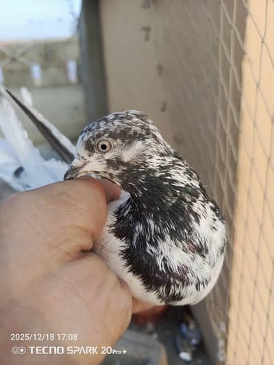 5 kabuter hy kabli k whatsapp rabta 03121002286.400 ka par