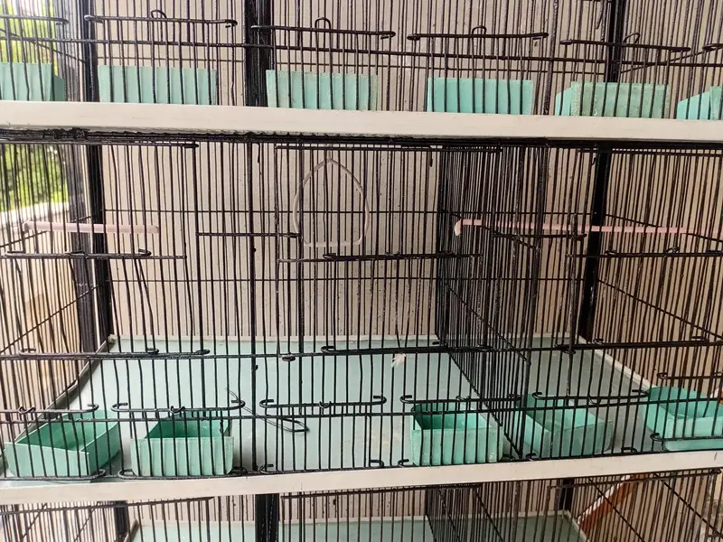Cage. — photo 11