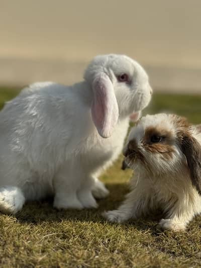 Holland loop ouch face