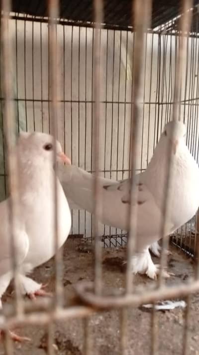 pinjra & kabootr for sale