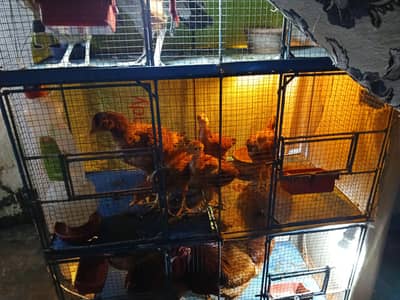 aseel murgi  with 3 months kids