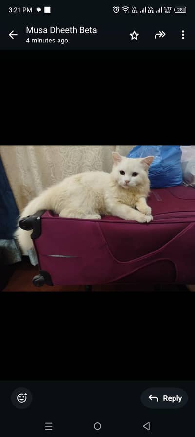 Persian Triple Coated Kitten with box