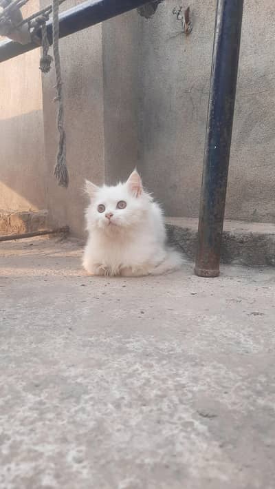 Persian white female