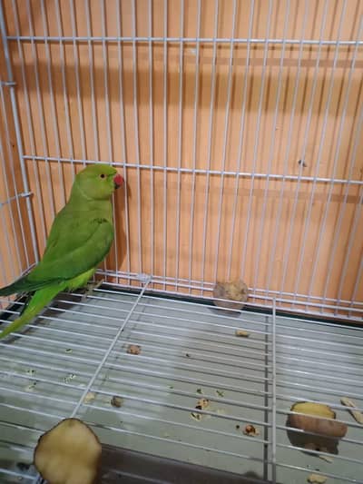 ring neck jangli FEMELE