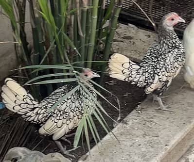 Bantum and silver sebrigte exchange possible