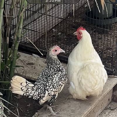 Bantum male 2 females  exchange possible with pigeons