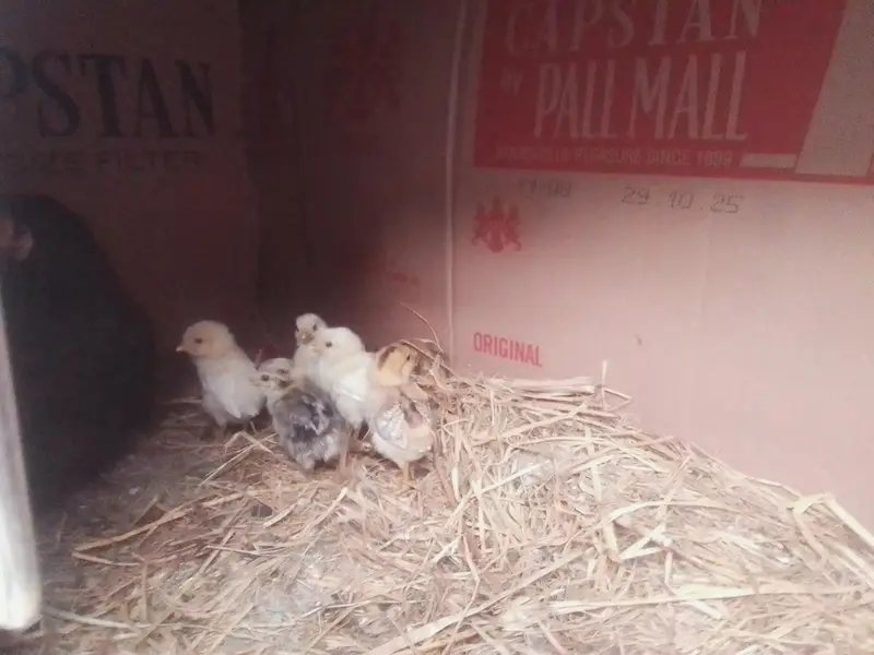 aseel chicks age 26 march  2026 birth date — photo 2